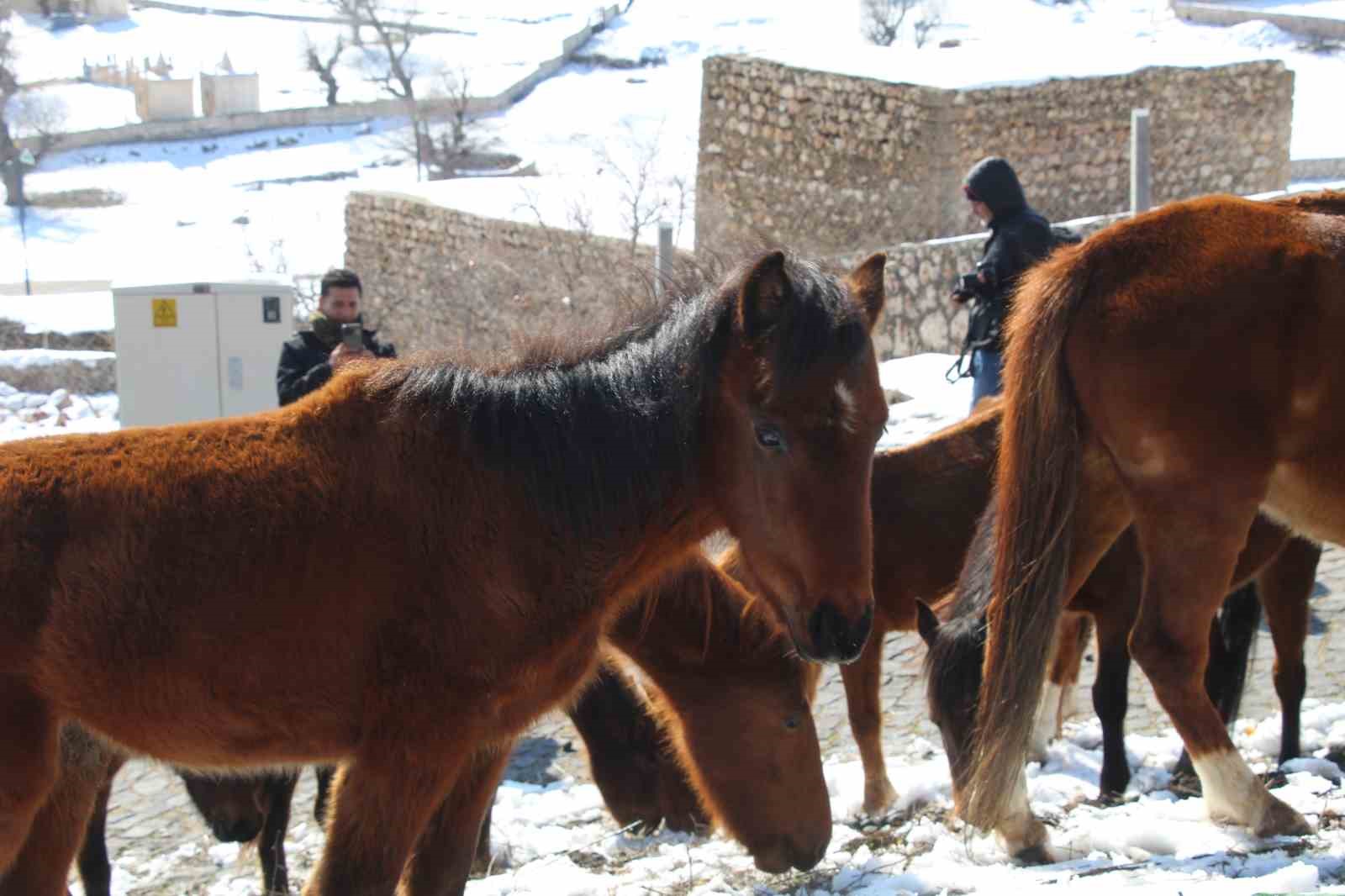 yilki atlari fotografcilarin gozdesi oldu 6