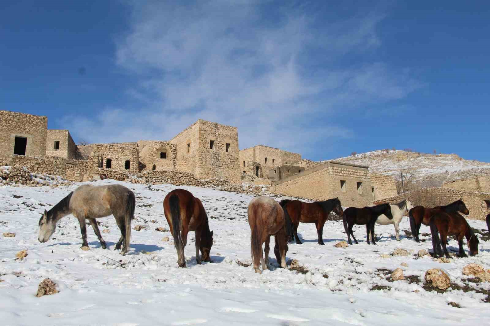 yilki atlari fotografcilarin gozdesi oldu 8 2DhVMAZv