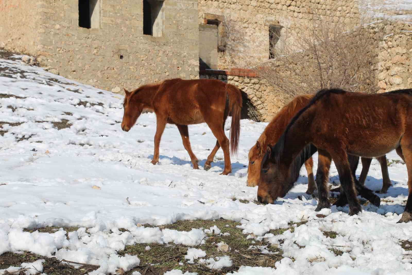 yilki atlari fotografcilarin gozdesi oldu 9 3gcWVY1H