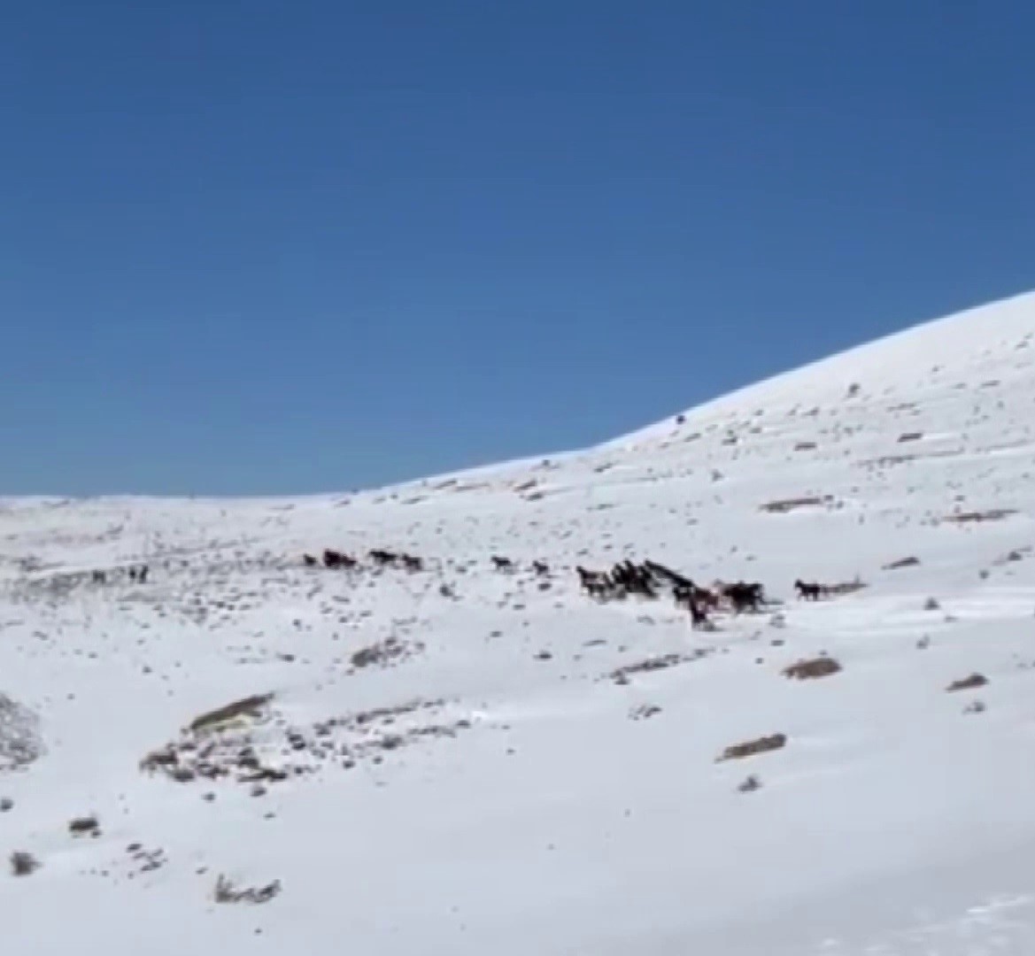 Yılkı atları karla kaplı doğada dans etti, o anlar cep telefonu kamerasına yansıdı 5 yilki atlari karla kapli dogada dans etti o anlar cep telefonu kamerasina yansidi 1 JstlpfEC