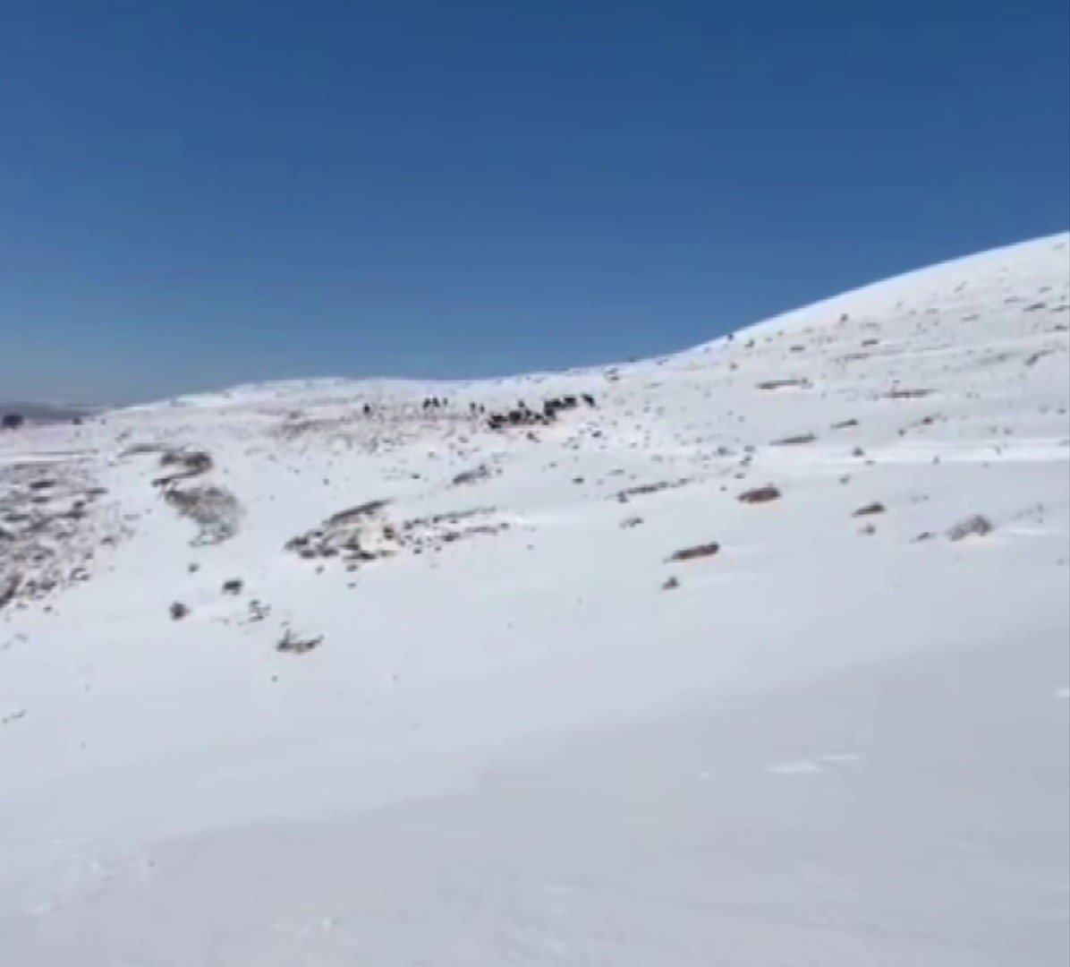 Yılkı atları karla kaplı doğada dans etti, o anlar cep telefonu kamerasına yansıdı 7 yilki atlari karla kapli dogada dans etti o anlar cep telefonu kamerasina yansidi 3