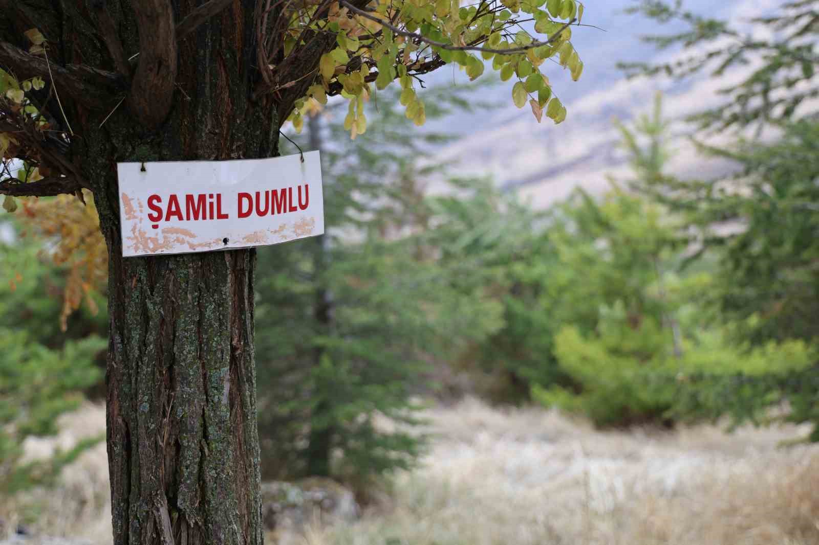 yillar once golgelenecek agac yoktu simdi ise ormanlik alana donustu 6 RWk3CpYT