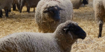 yillarin-merinos-koyununa-yeni-etcil-rakip-geldi-bandirma-koyunu-r4RafpCj.jpg