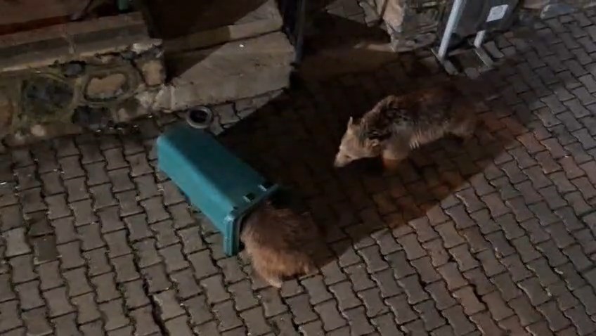 yiyecek arayan ayi ve yavrulari goruntulendi 0 HpaWznNW