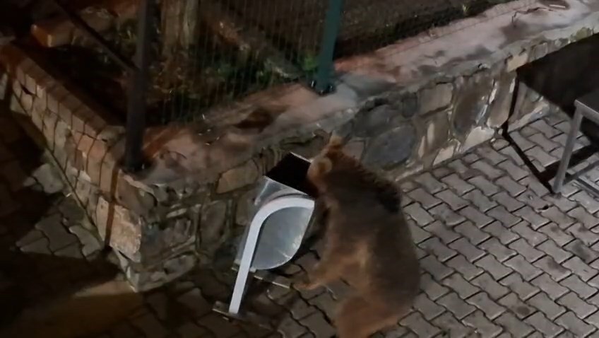 yiyecek arayan ayi ve yavrulari goruntulendi 2 MnSuDgpD