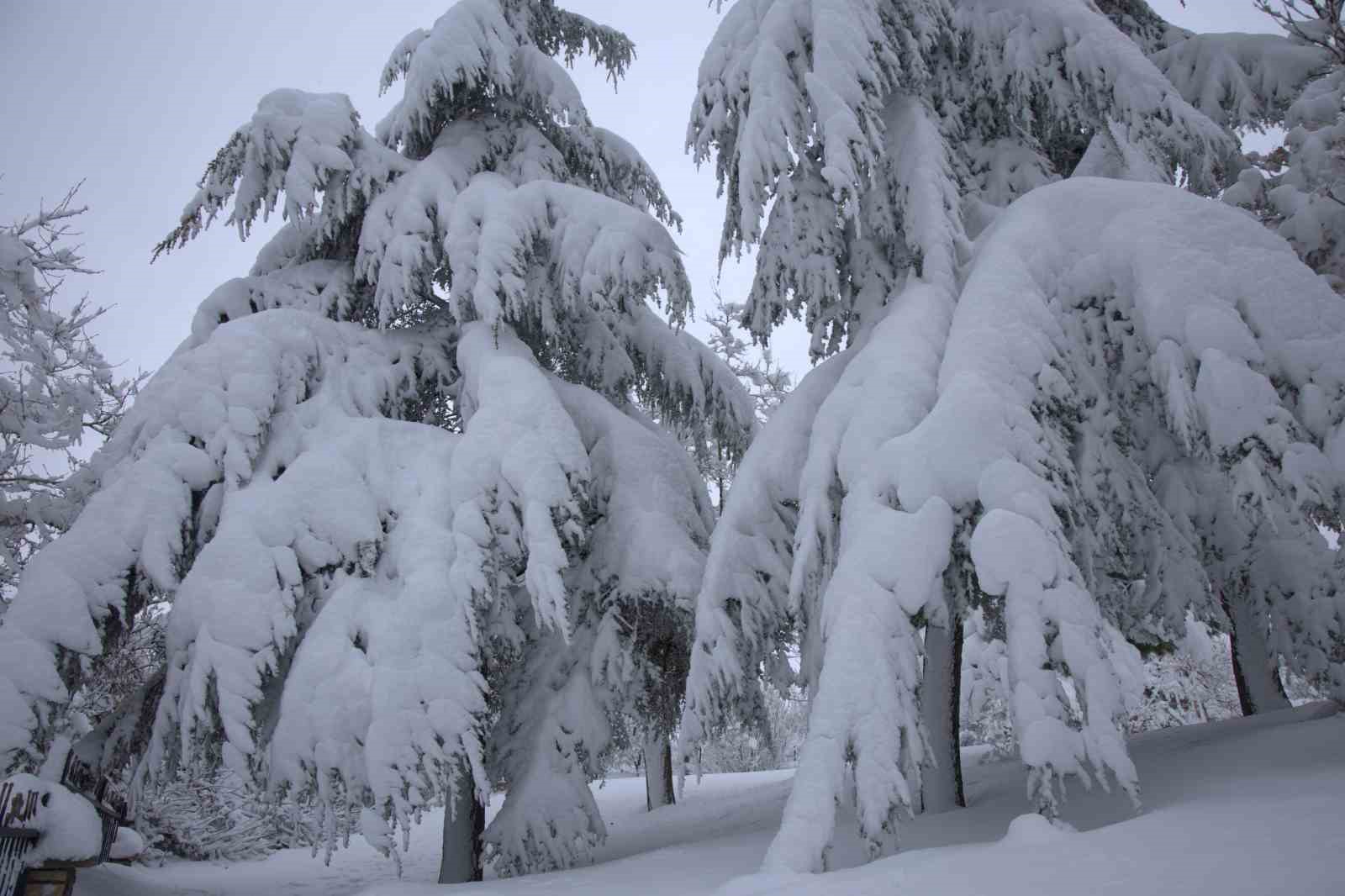 yogun kar yagisi harputta cok sayida agacin dallarini kirdi 4 TzK4b5mj