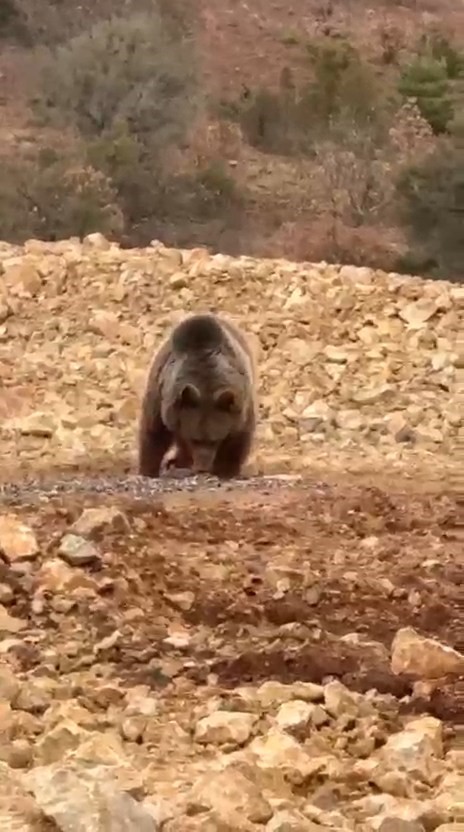 yol kenarindaki ayiya hamsi ziyafeti verdiler 1 1nn6uTiF