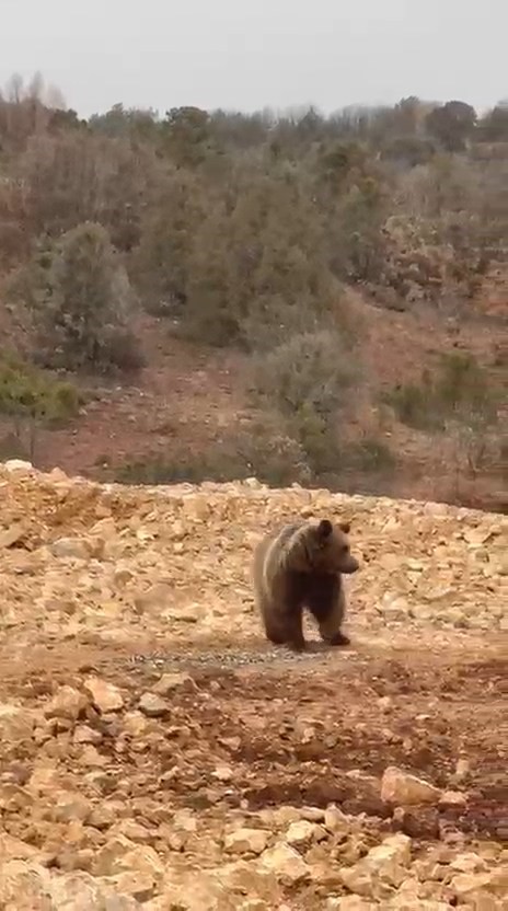 yol kenarindaki ayiya hamsi ziyafeti verdiler 2 QQe9rqR3