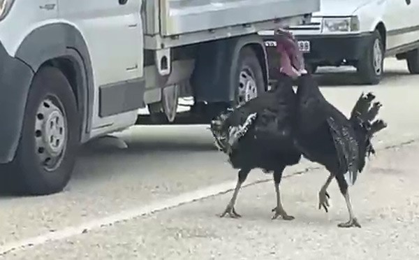 yol ortasindaki hindi kavgasi trafigi durdurdu 0 h8y3vtss