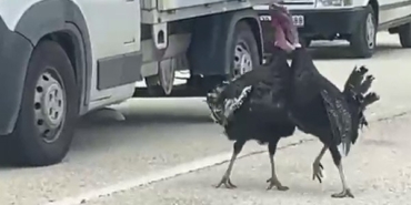 yol-ortasindaki-hindi-kavgasi-trafigi-durdurdu-O6NXnOCg.jpg