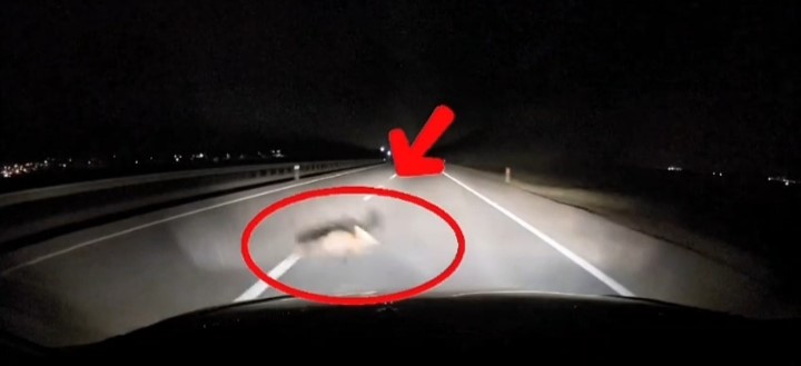 yola atlayan tilkiye arac carpti 0 8UsWaKfr