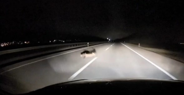 yola atlayan tilkiye arac carpti 1