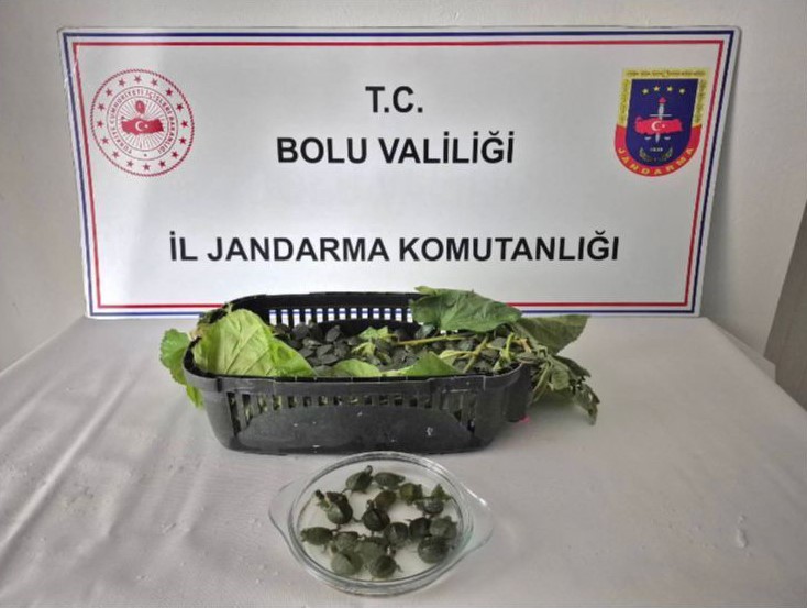 yolcu otobusunde 500 yasakli su kaplumbagasi ele gecirildi 0 I8wL8Gha