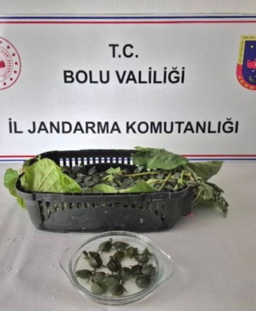 yolcu-otobusunde-500-yasakli-su-kaplumbagasi-ele-gecirildi-EV572cKx.jpg
