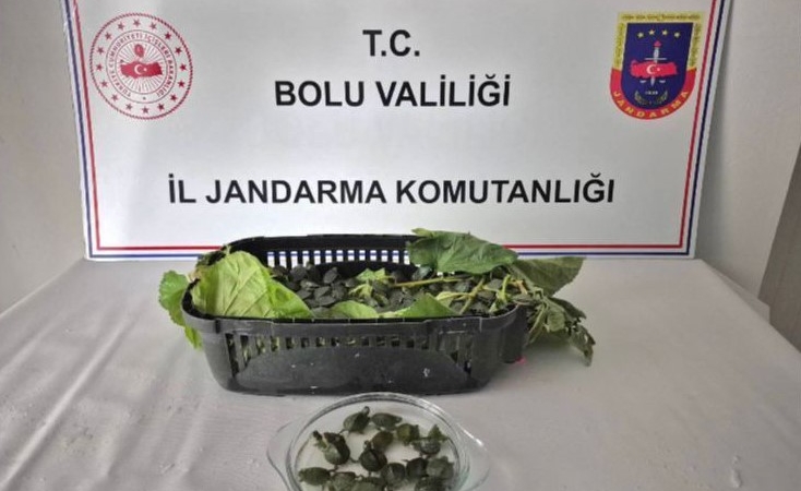 yolcu-otobusunde-500-yasakli-su-kaplumbagasi-ele-gecirildi-EV572cKx.jpg