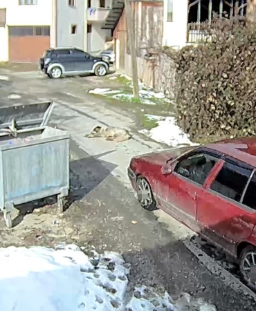 yolda-yatan-kopegi-ezip-yoluna-devam-etti-btciT4aV.jpg