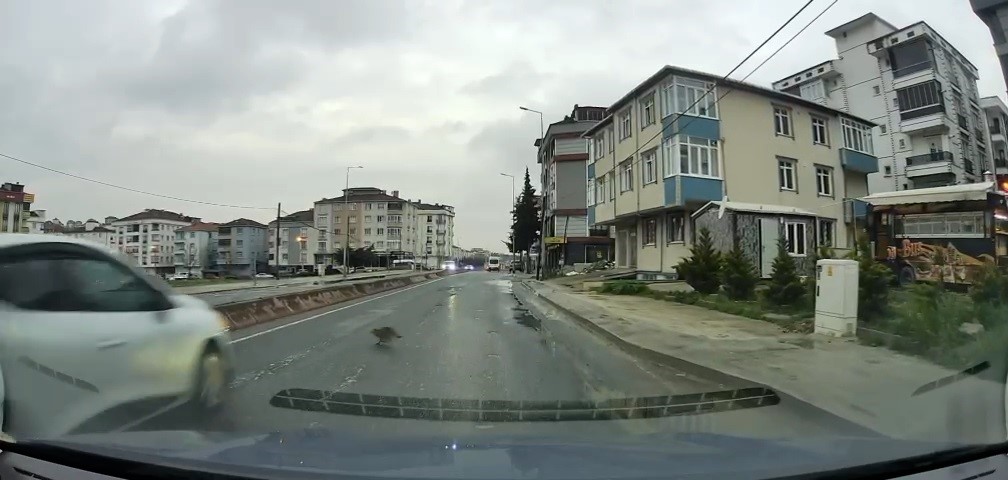 yoldan gecerken arabanin altinda kalan kedi kosarak kacti o anlar arac kamerasina saniye saniye 2kusBKSM