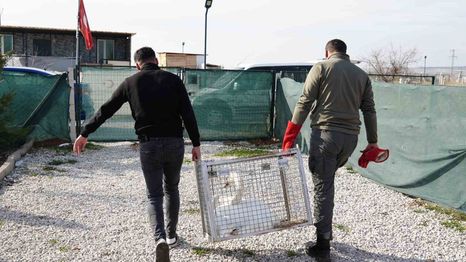 yolunu sasiran kugu ankarada bir evin bahcesine dustu 1 HfmUOI2t