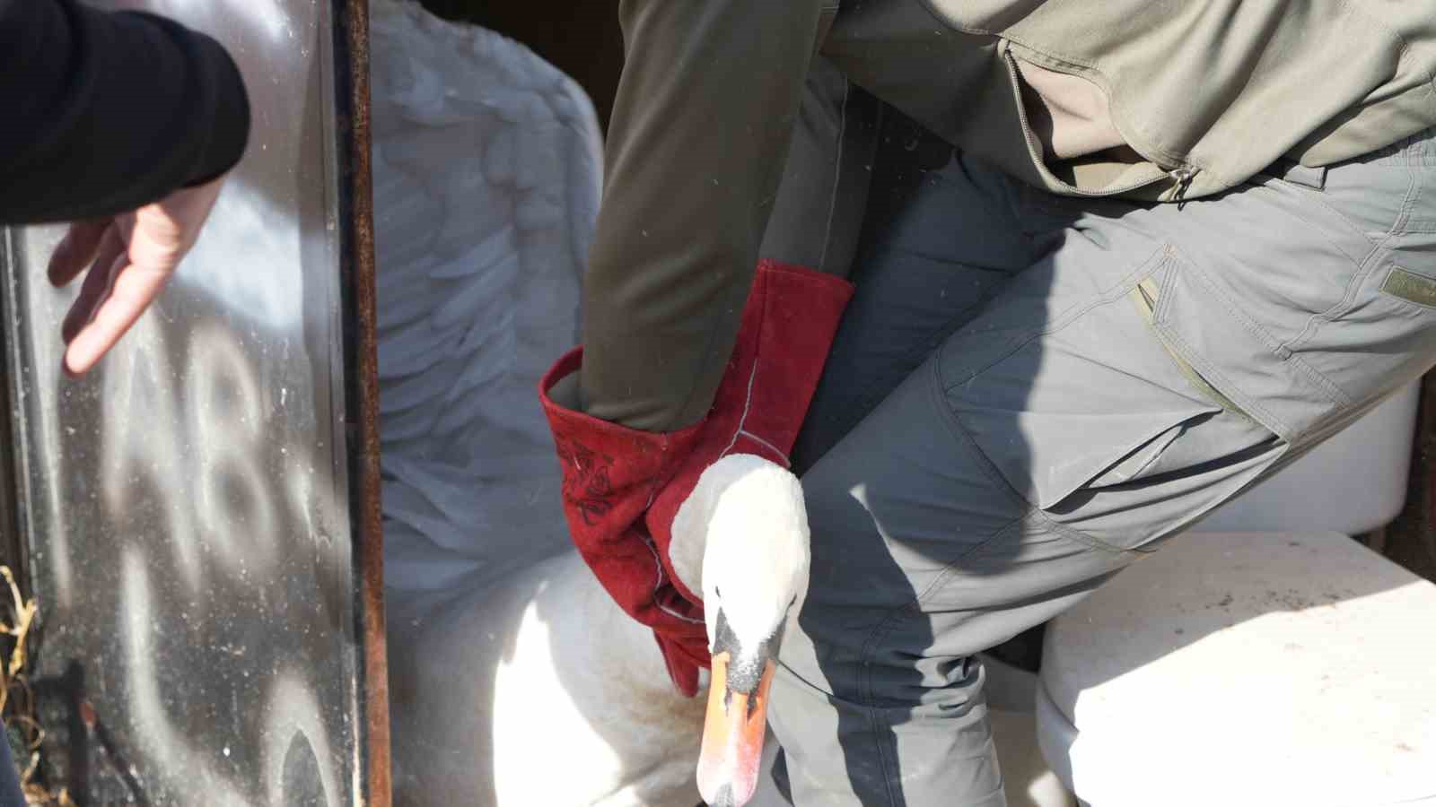 yolunu sasiran kugu ankarada bir evin bahcesine dustu 3 kPNKp5nG