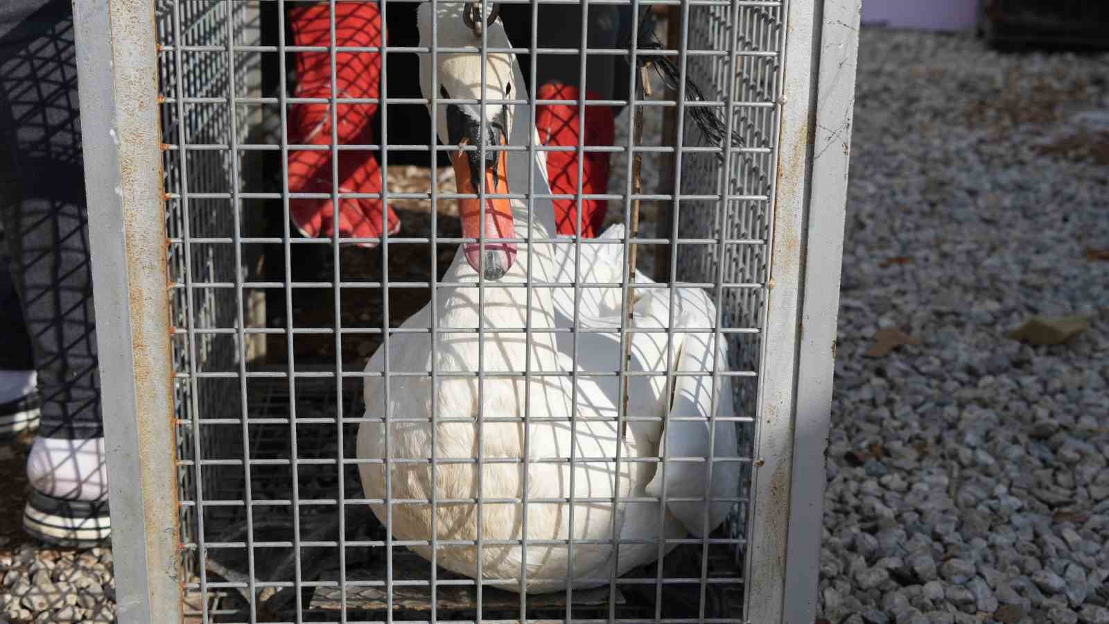 yolunu sasiran kugu ankarada bir evin bahcesine dustu 5 24SwVhRA