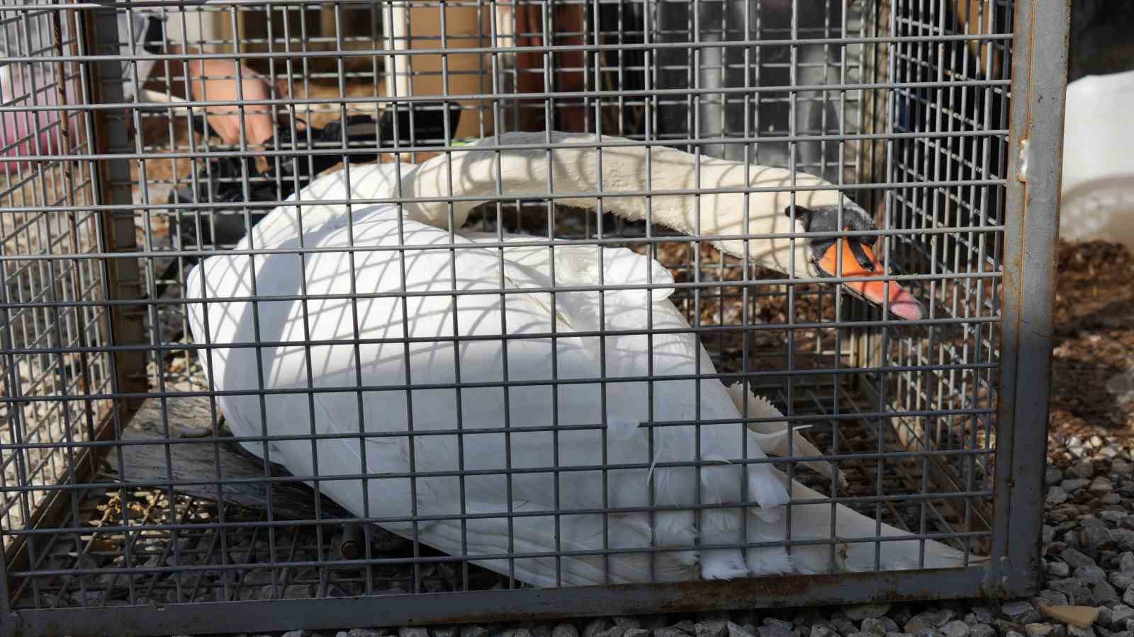 yolunu sasiran kugu ankarada bir evin bahcesine dustu 6