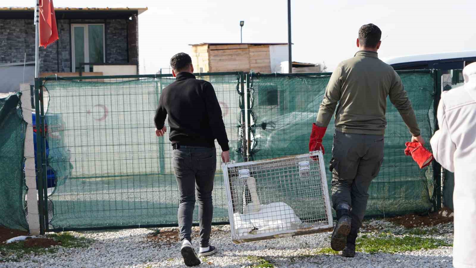 yolunu sasiran kugu ankarada bir evin bahcesine dustu 7 B4p5KOiu