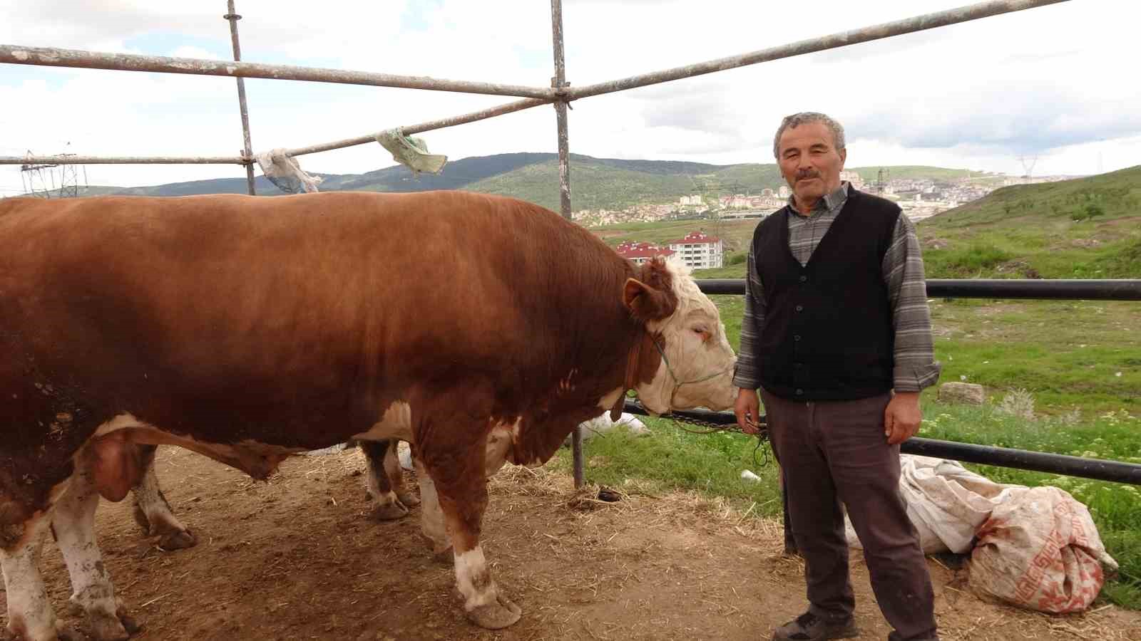yozgat hayvan pazarinda kurbanliklar alicisini bekliyor 0 KXTQEwdq