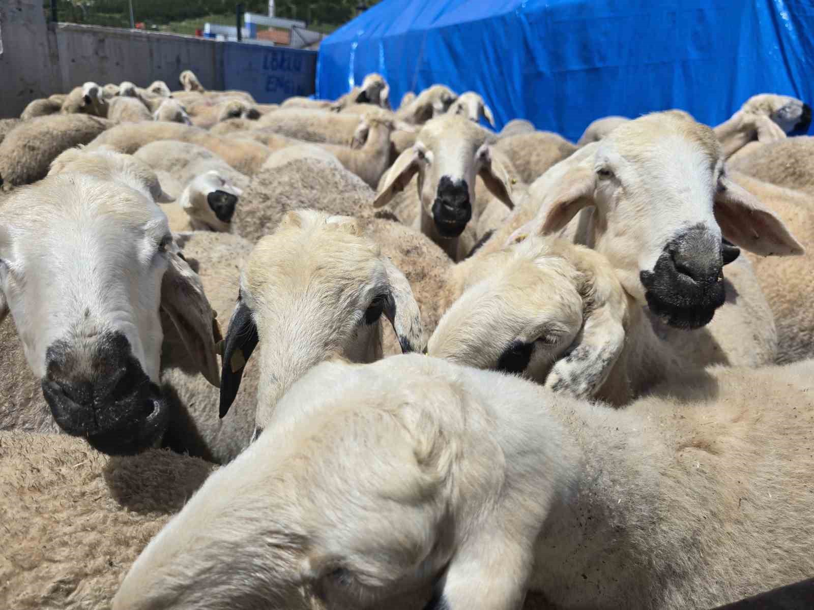 yozgat hayvan pazarinda kurbanliklar alicisini bekliyor 4 iSD2QOye
