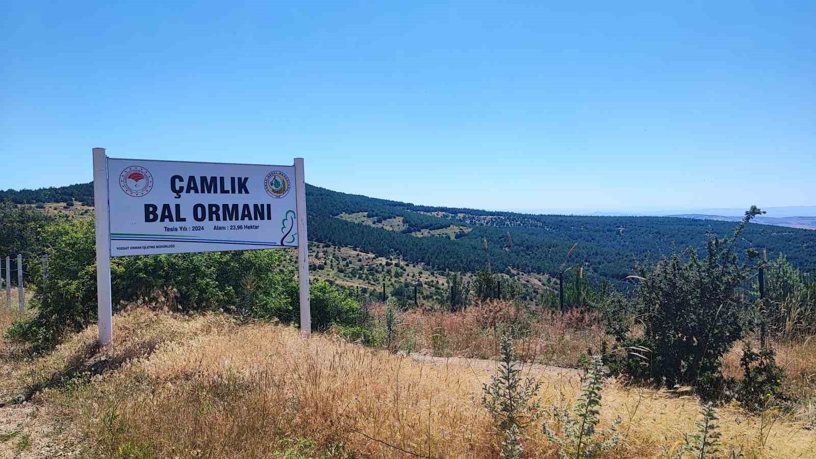 yozgatin zengin bitki ortusu aricilara umut oldu 5 kIIQhl6L