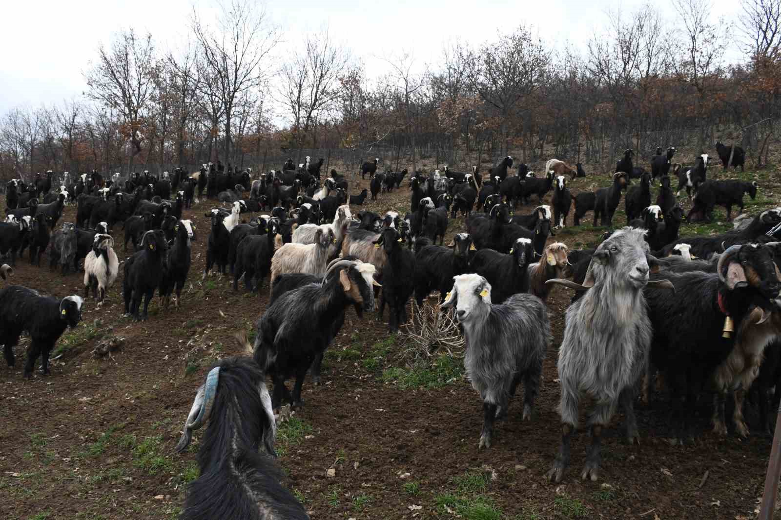 yozgatli keci yetistiricisi kirecli yontemle hayvan kayiplarini onledi 3 TnlCEmLA