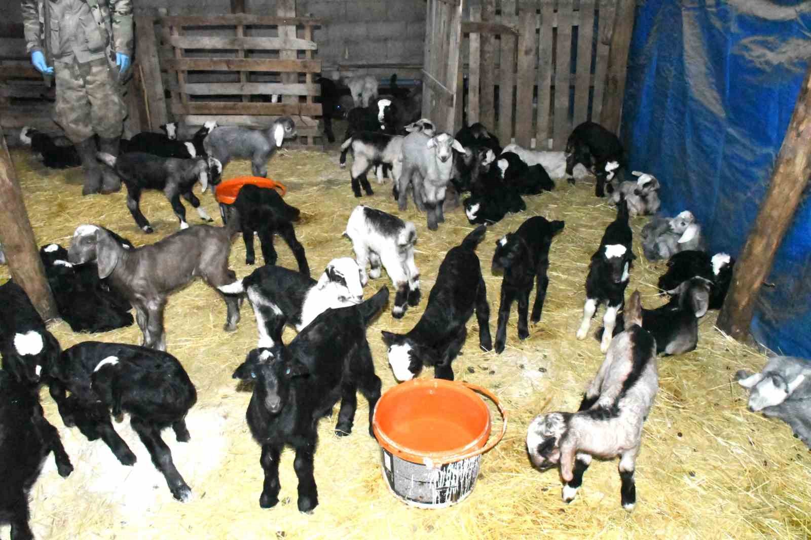 yozgatli keci yetistiricisi kirecli yontemle hayvan kayiplarini onledi 6 FQTcPcSg