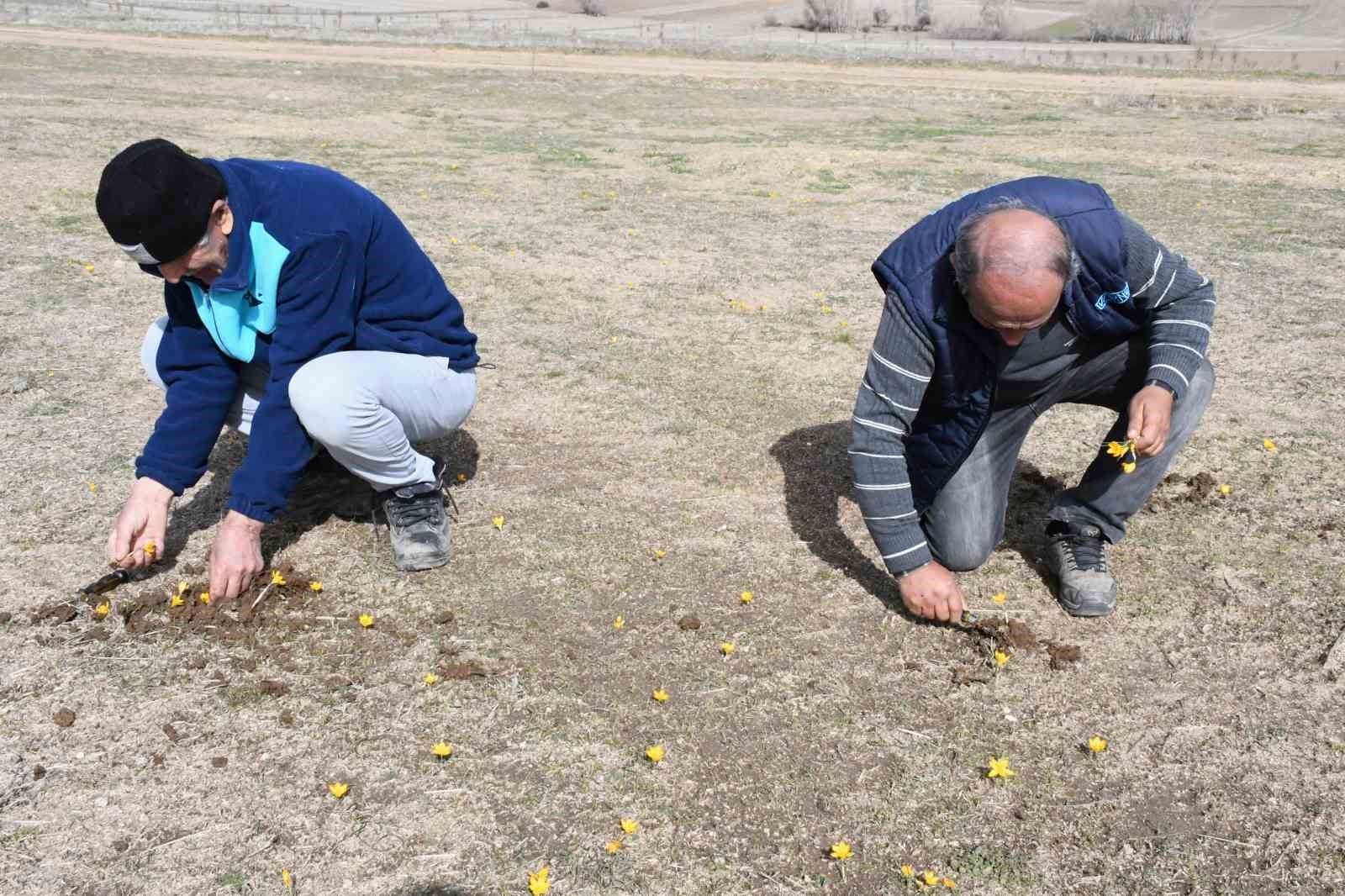 yozgatta bu yil cigdemler bahari erkenden mujdeledi 1 Ah81Fq67