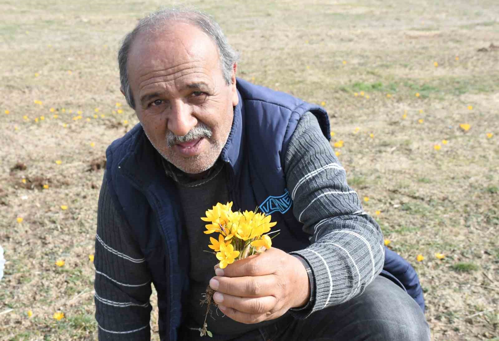 yozgatta bu yil cigdemler bahari erkenden mujdeledi 3 HpctgOtL