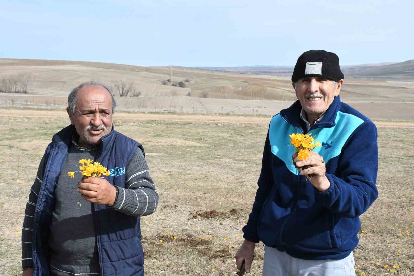 yozgatta bu yil cigdemler bahari erkenden mujdeledi 4 gWZ2pNvr
