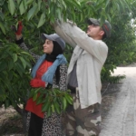yozgatta-dev-kiraz-bahcesinde-hasat-mesaisi-hIhY9vst.jpg