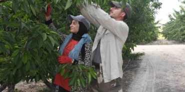 yozgatta-dev-kiraz-bahcesinde-hasat-mesaisi-hIhY9vst.jpg