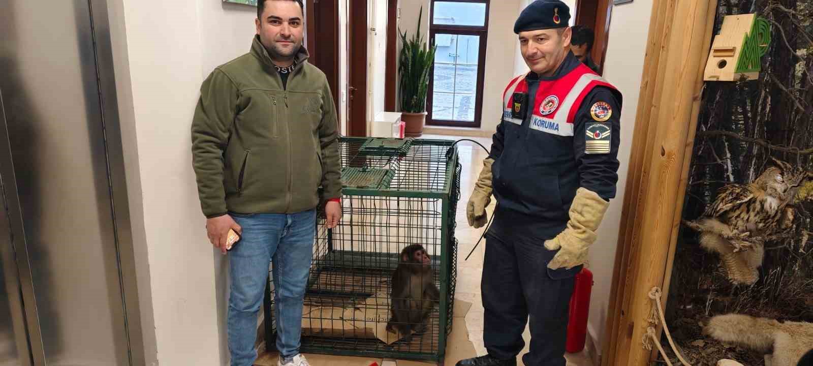 yozgatta hint sebegi olarak bilinen maymun jandarma tarafindan yakalandi 2 XSOqWQ9f