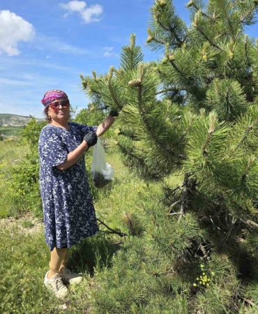 yozgatta-kozalagin-receli-ve-sirkesinden-sonra-simdi-de-tursusu-yapildi-8eIdErKh.jpg
