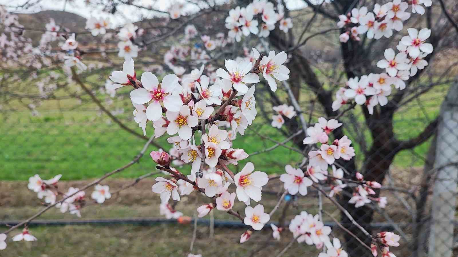 yozgatta mart ayinda bahar tablosu 1 qHdRimj3