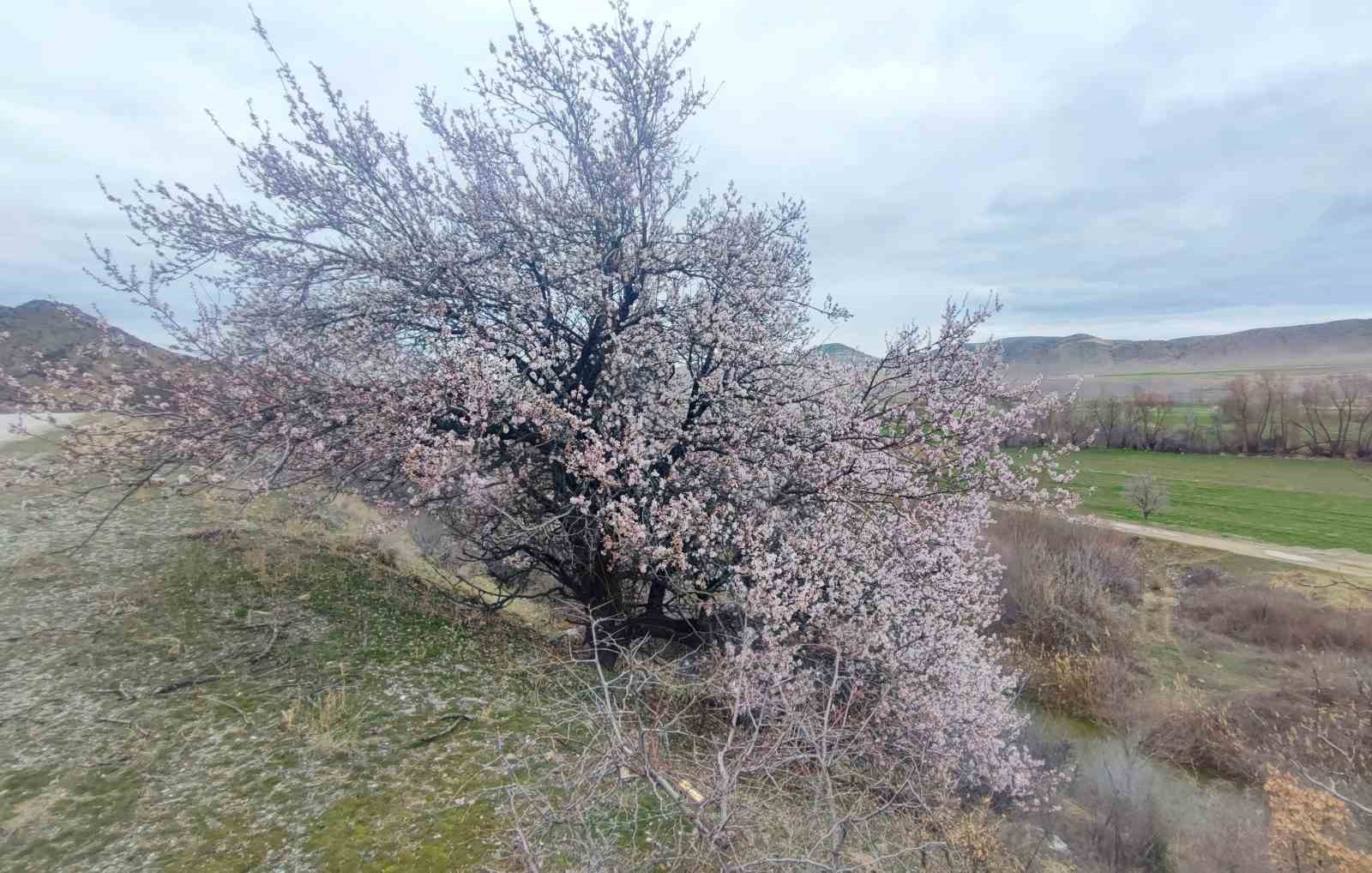 yozgatta mart ayinda bahar tablosu 4 RDQpM28X