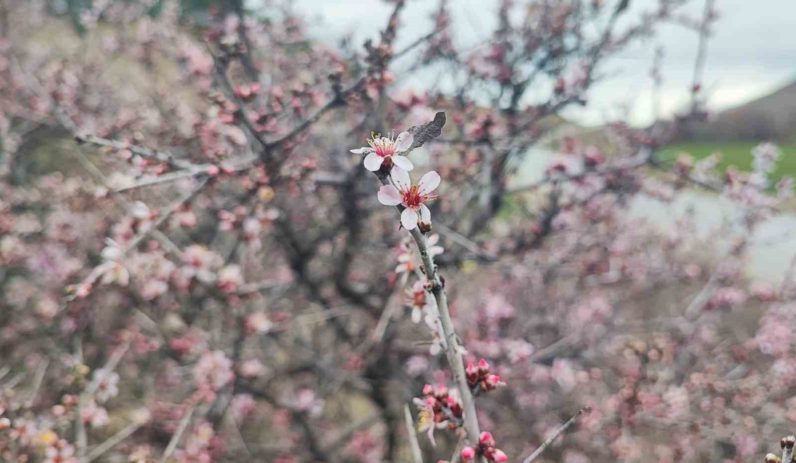 yozgatta mart ayinda bahar tablosu 5 AvXW7vUT