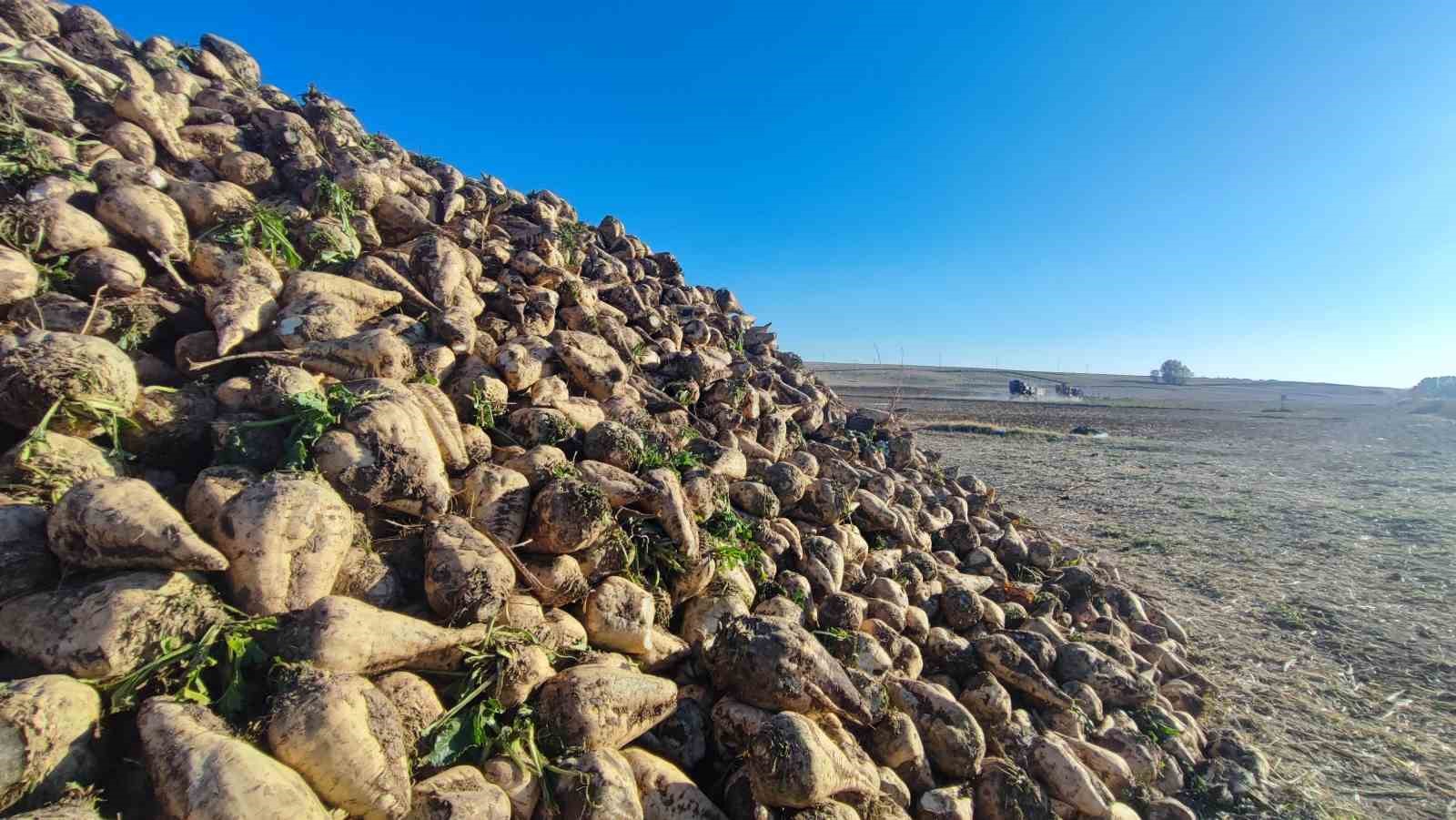 yozgatta pancar mesaisi suruyor 6 aylik emegin urunleri yuzleri gulduruyor 4 6bpmzTOs