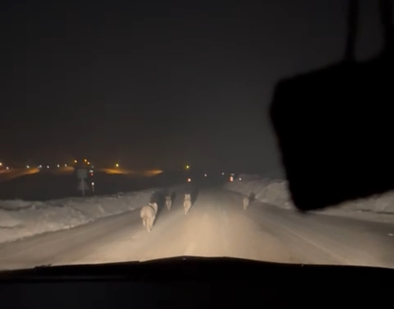 yuksekovada ac kalan kurt surusu koy yoluna indi 1 AC4CRVDb