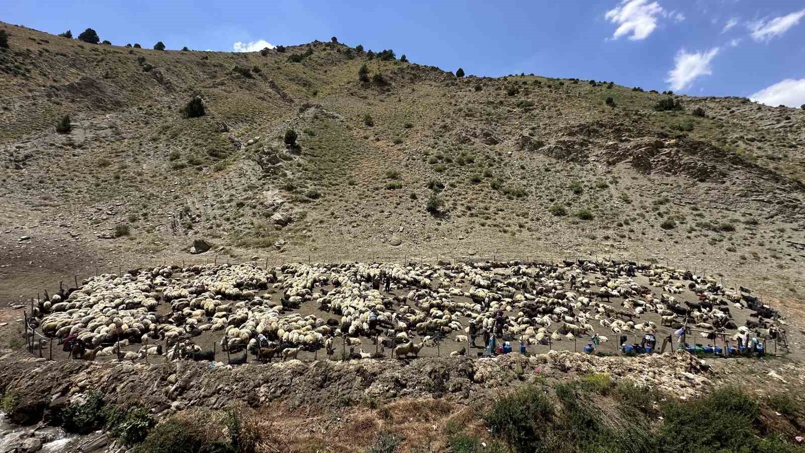 Yüksekova’da berivanların zorlu mesaisi: Kavurucu güneş altında süt sağma dönemi bir aydır sürüyor 14 yuksekovada berivanlarin zorlu mesaisi kavurucu gunes altinda sut sagma donemi bir aydir suruyor 10 AYLBzsvf