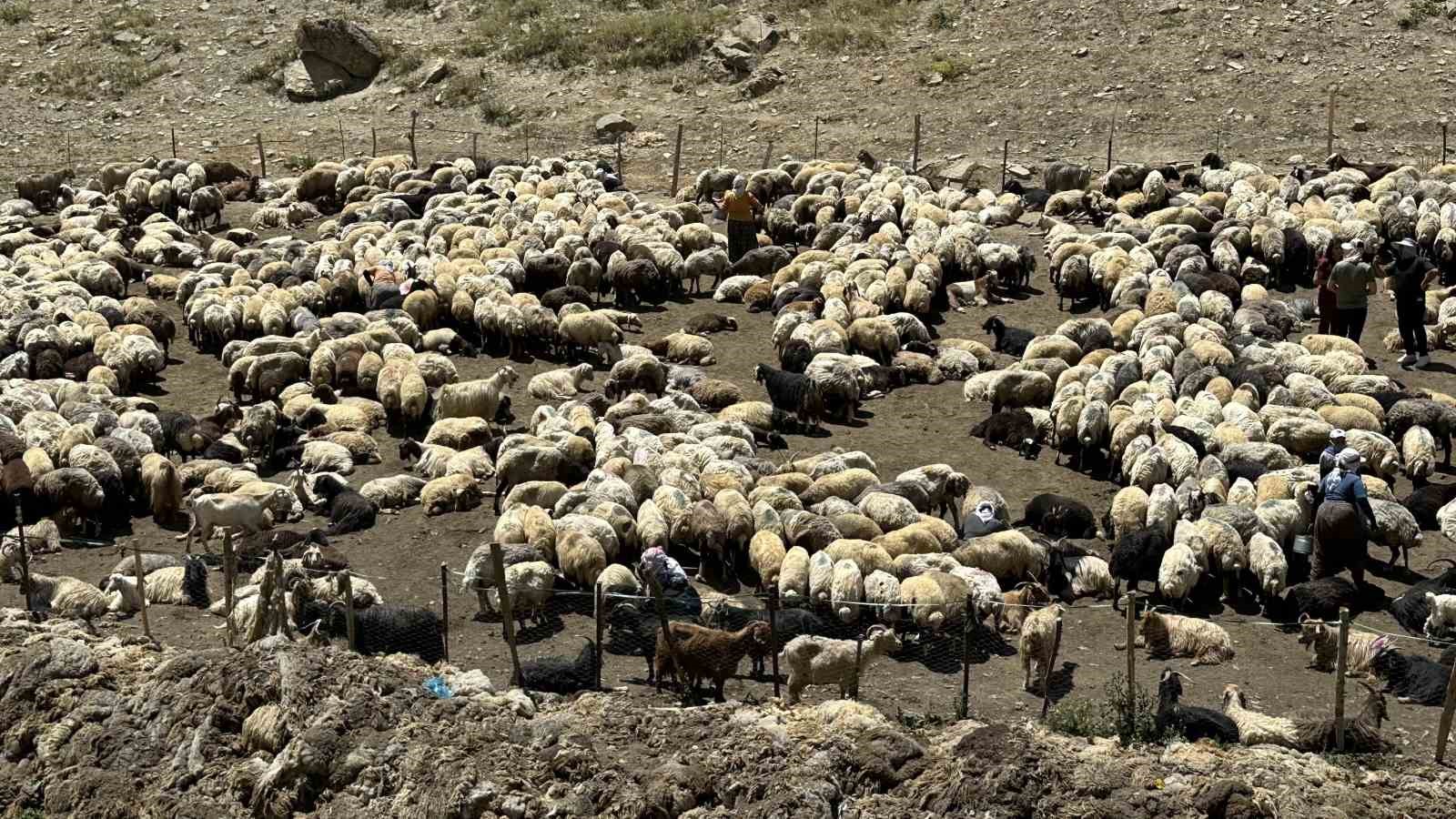 Yüksekova’da berivanların zorlu mesaisi: Kavurucu güneş altında süt sağma dönemi bir aydır sürüyor 15 yuksekovada berivanlarin zorlu mesaisi kavurucu gunes altinda sut sagma donemi bir aydir suruyor 11 fne8Q3Gk