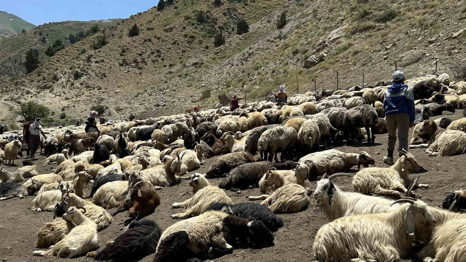 Yüksekova’da berivanların zorlu mesaisi: Kavurucu güneş altında süt sağma dönemi bir aydır sürüyor 16 yuksekovada berivanlarin zorlu mesaisi kavurucu gunes altinda sut sagma donemi bir aydir suruyor 12 VURiyXbN