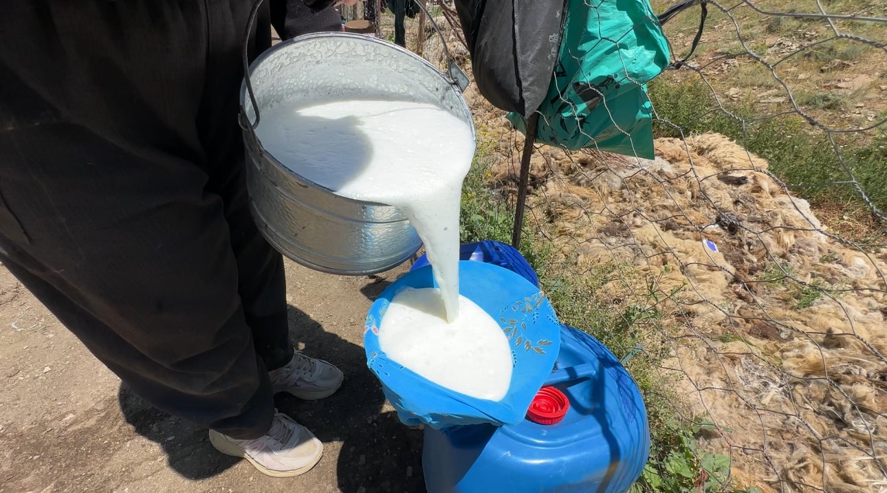 Yüksekova’da berivanların zorlu mesaisi: Kavurucu güneş altında süt sağma dönemi bir aydır sürüyor 8 yuksekovada berivanlarin zorlu mesaisi kavurucu gunes altinda sut sagma donemi bir aydir suruyor 4 H1mlb8sV