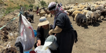 yuksekovada-berivanlarin-zorlu-mesaisi-kavurucu-gunes-altinda-sut-sagma-donemi-bir-aydir-suruyor-ZggA8qmt.jpg
