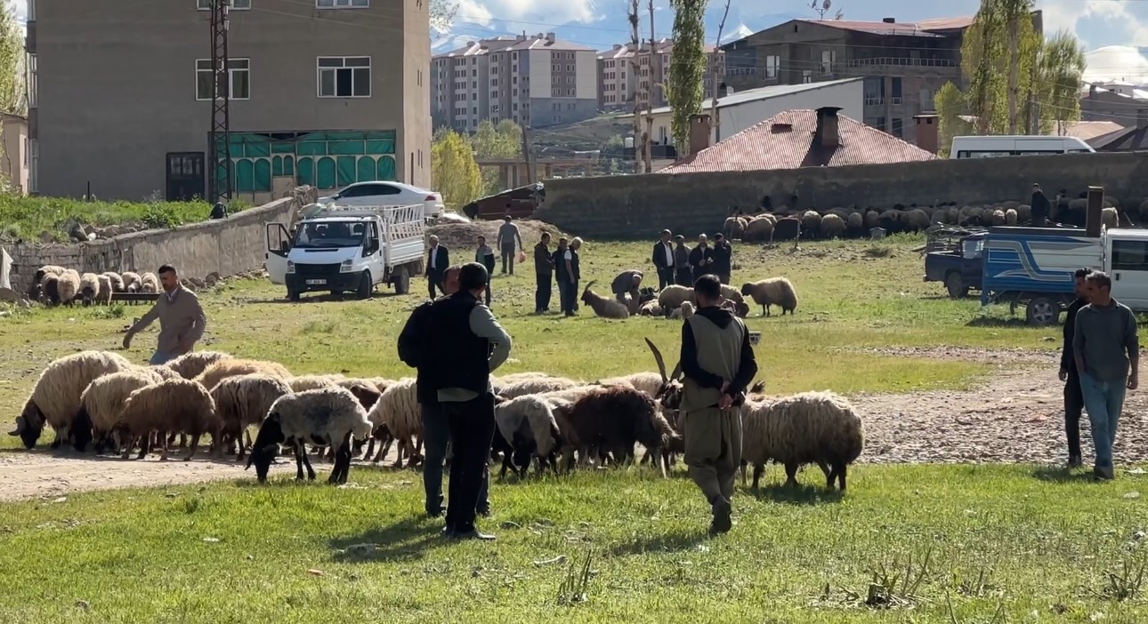 yuksekovada hayvan pazarinda bayram hareketliligi 3 jdZMubel