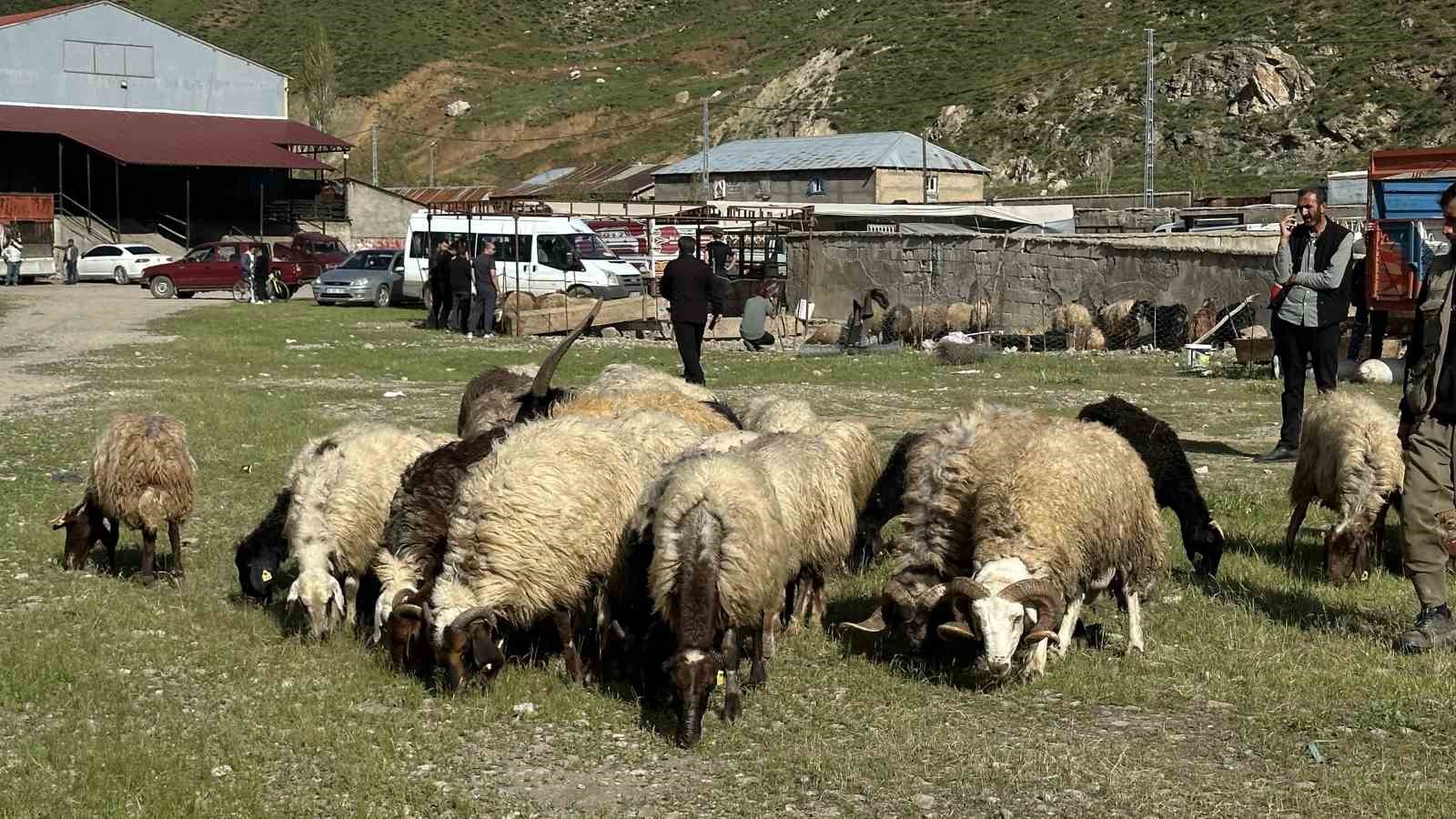 yuksekovada hayvan pazarinda bayram hareketliligi 8 SEDC8kwk